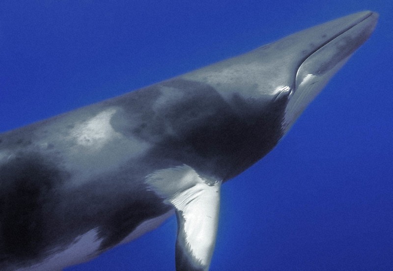 水中写真館：／20 ミンククジラ | 毎日新聞