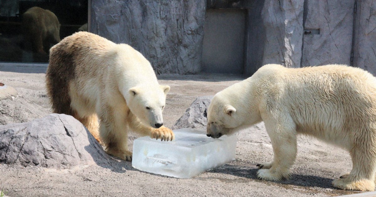 真夏にひんやり ホッキョクグマに氷のプレゼント 旭山動物園 | 毎日新聞