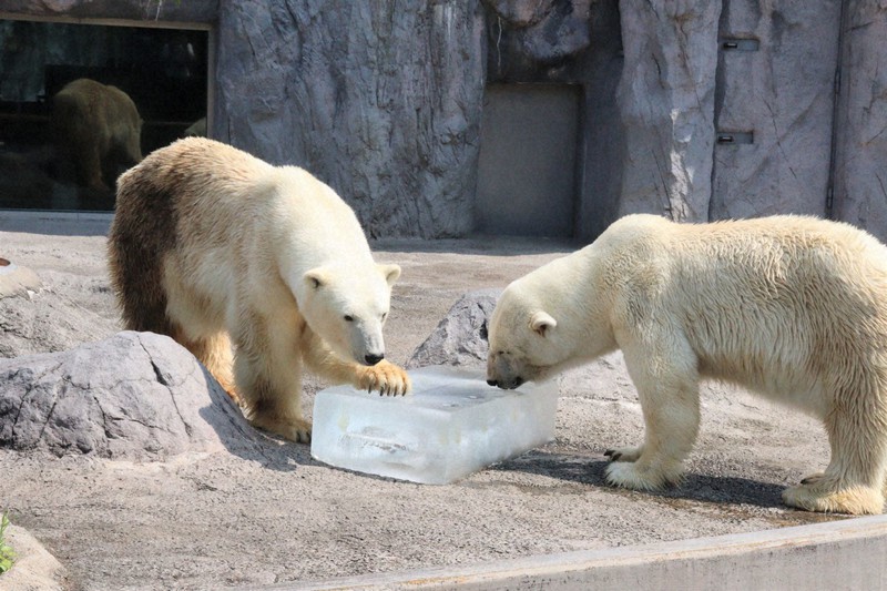 真夏にひんやり ホッキョクグマに氷のプレゼント 旭山動物園 | 毎日新聞