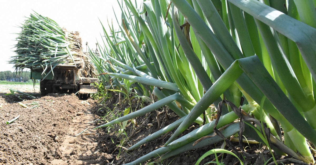 味は変わらないのに、規格外に 秋田大雨、ブランドねぎも被害 | 毎日新聞