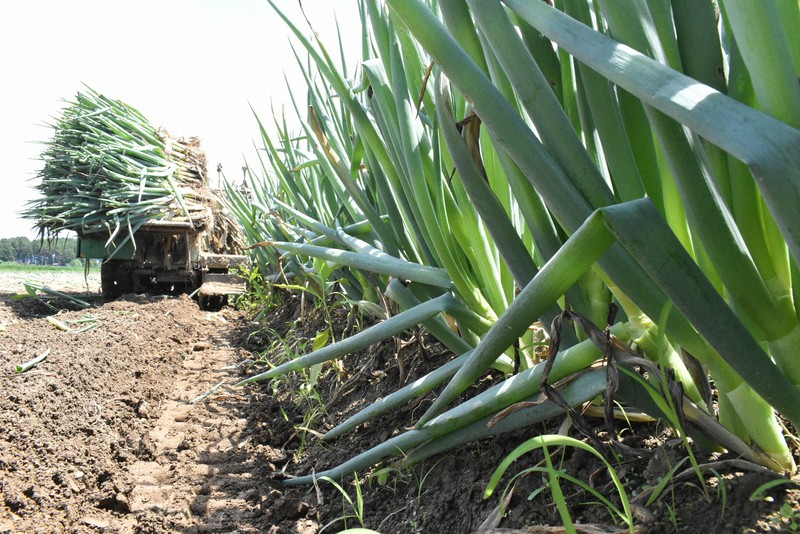 味は変わらないのに、規格外に 秋田大雨、ブランドねぎも被害 | 毎日新聞