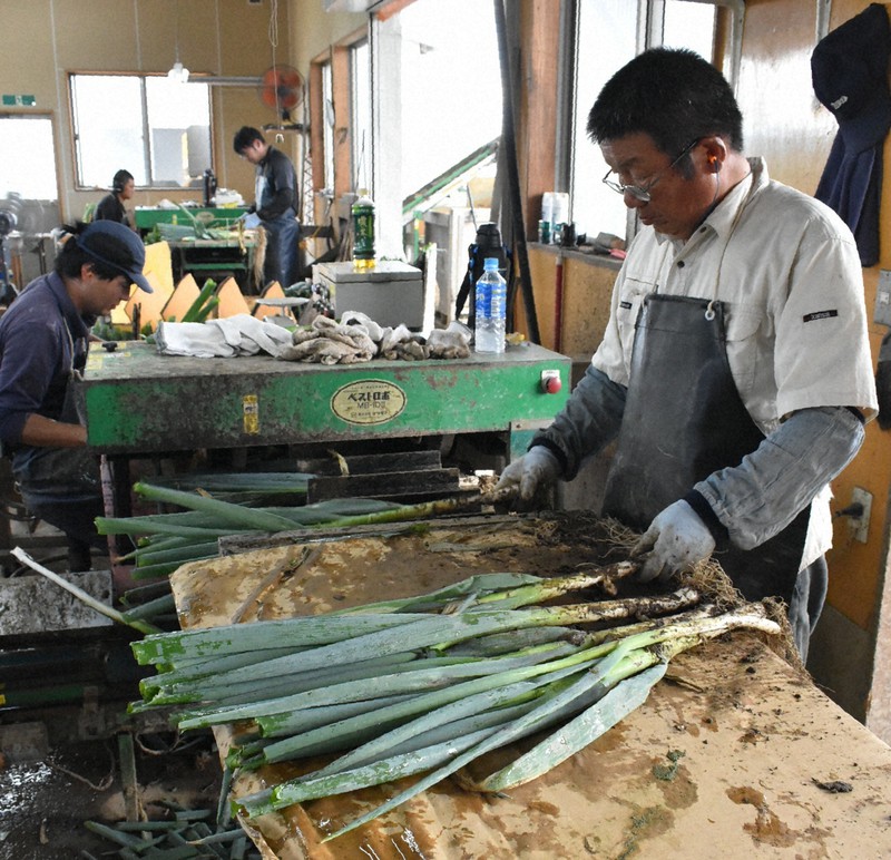 秋田大雨、ブランドねぎも被害 味は変わらないのに、規格外に [写真