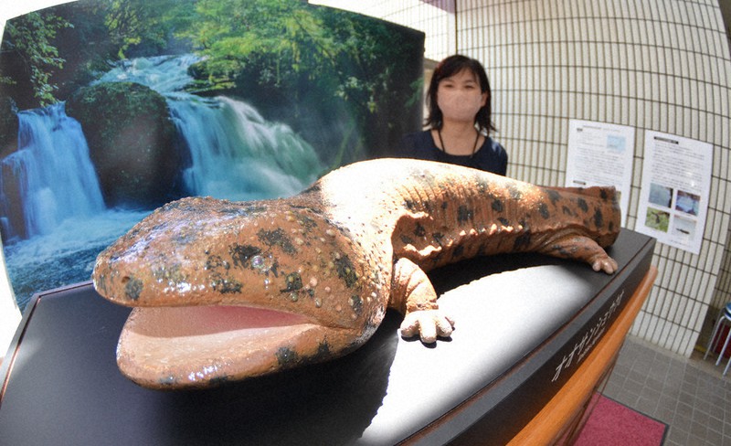 珍怪獣現る！？ 名張市役所にオオサンショウウオの巨大模型 ／三重