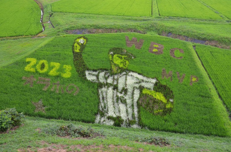 大谷翔平選手の地元 岩手・奥州の田んぼが“SHO TIME” | 毎日新聞