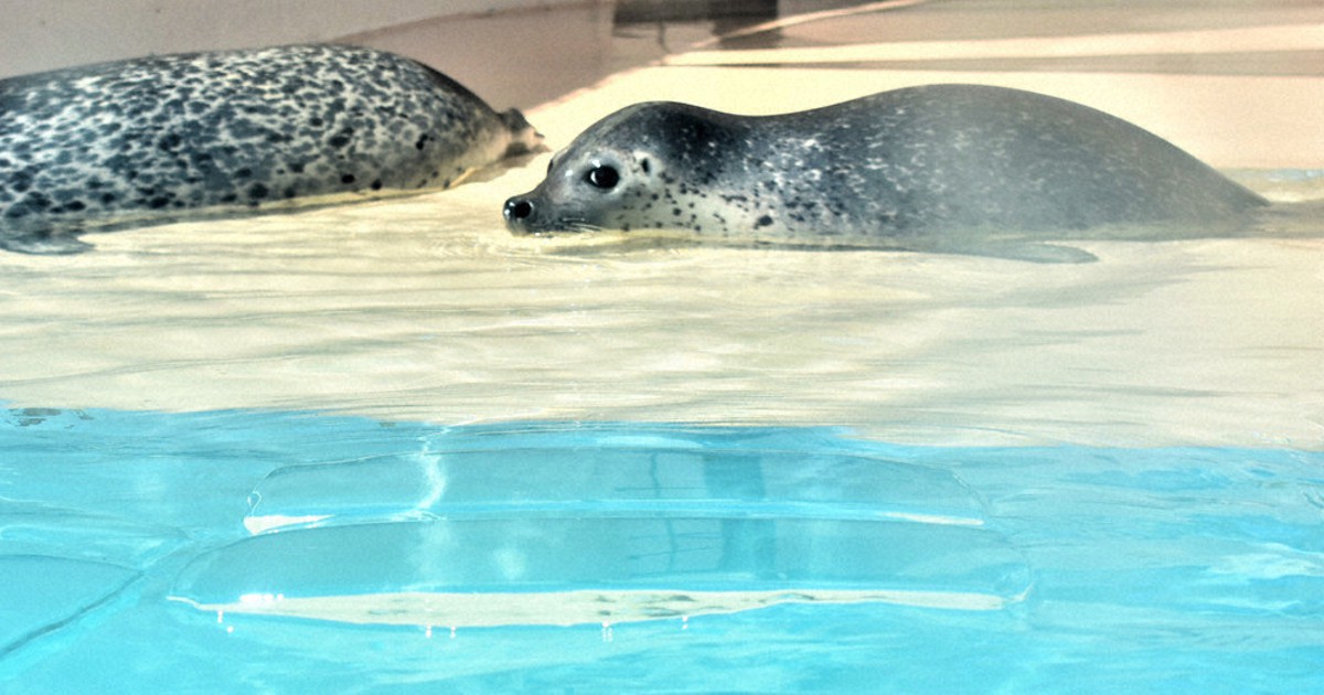 夏の涼求めて 氷と一緒にぷーかぷか AWでアザラシ 白浜 ／和歌山