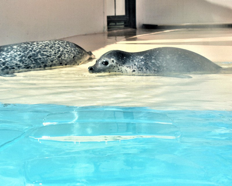夏の涼求めて 氷と一緒にぷーかぷか AWでアザラシ 白浜 ／和歌山