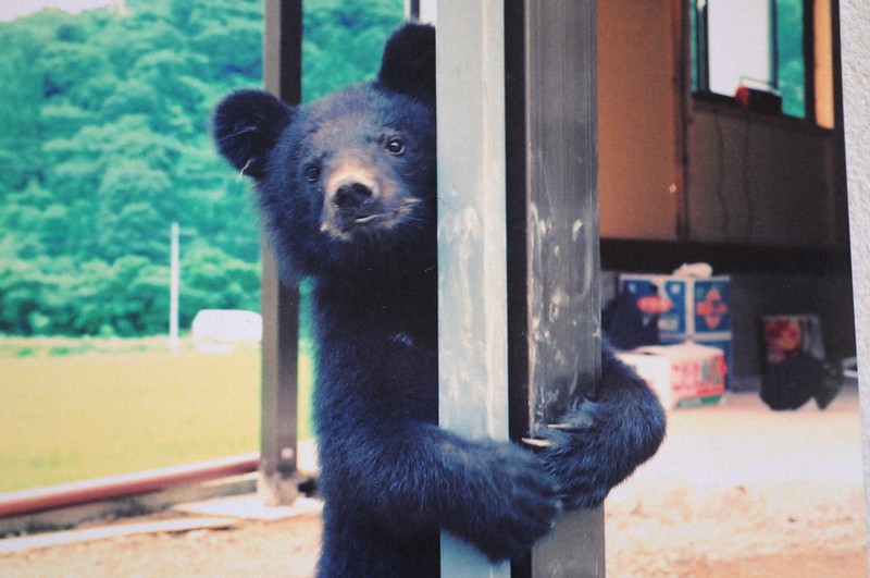 けっちゃん。 クマガイソウ10株 TAMAKYU_kumachannokamakura_pop