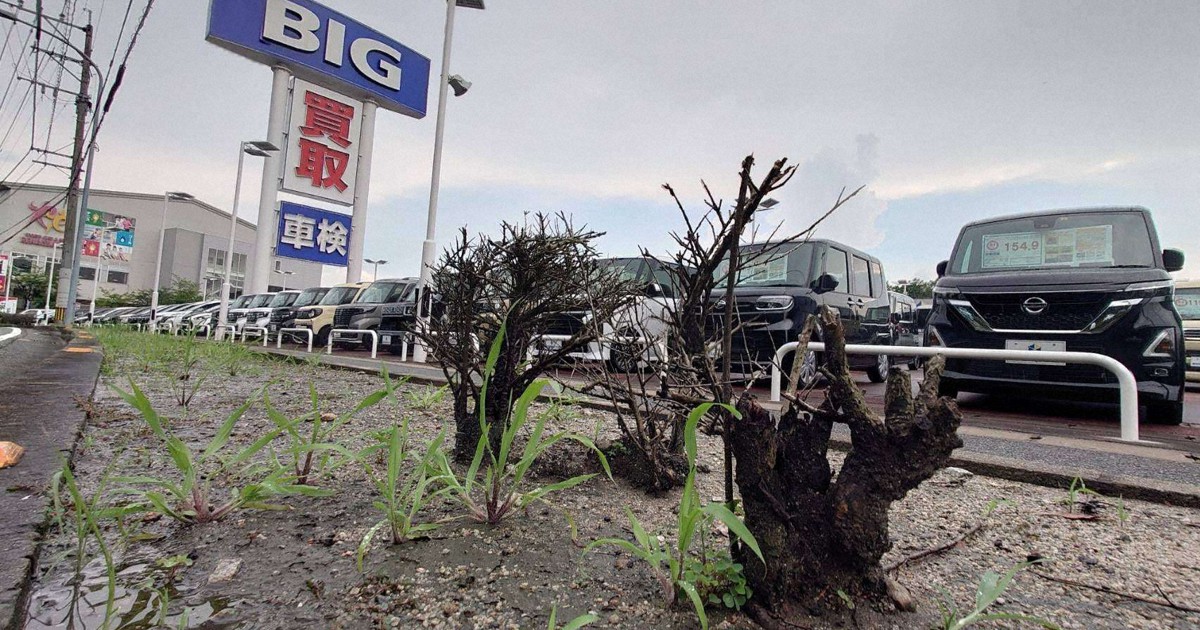ビッグモーター前で枯れる街路樹 除草剤が事実なら…問題点は？ | 毎日新聞
