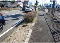 滋賀県草津市のビッグモーター草津店前で枯れたクスノキが伐採され、残った切り株＝県提供