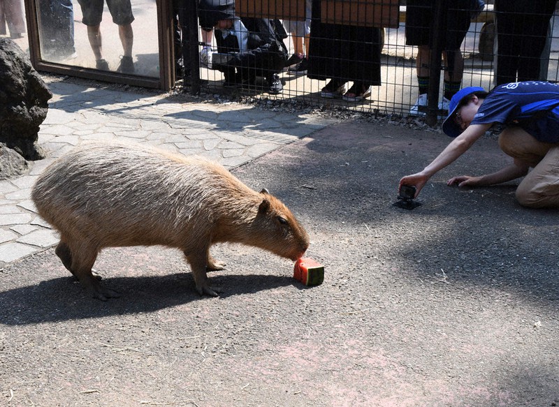 カピバラ？川で悠々と泳いでいる動物は… 兵庫・宝塚で目撃情報 [写真