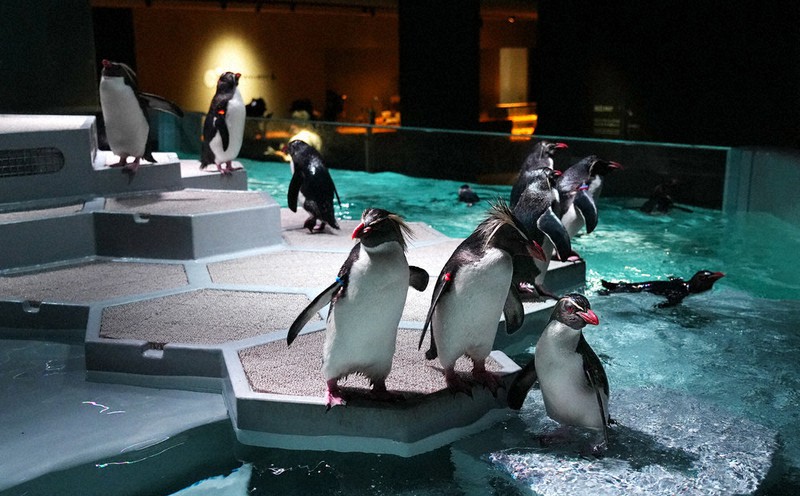 将来の街考え出会いの場に 「チンアナゴ」人気の立役者、札幌で新たな