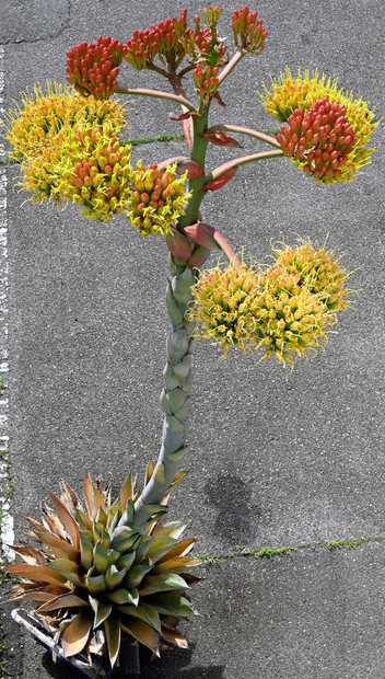 数十年に一度咲く「吉祥天」 長野の男性が60年育て3度目の開花 | 毎日新聞