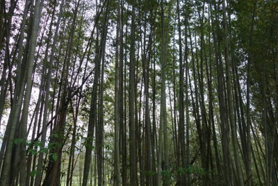 これまで放置され、生い茂る竹林＝福岡県糸島市で2023年春（グリーンコープ生活協同組合連合会提供）