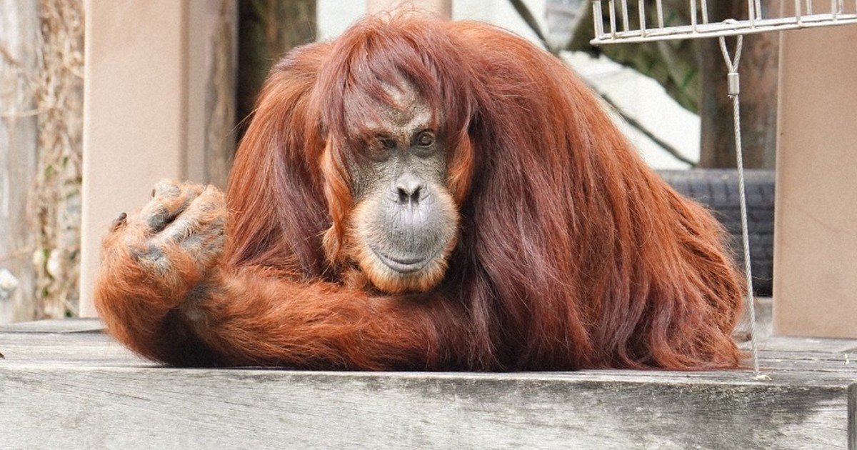 オランウータン「アキ」38歳 虹の橋を渡る 東山動植物園 ／三重 | 毎日新聞