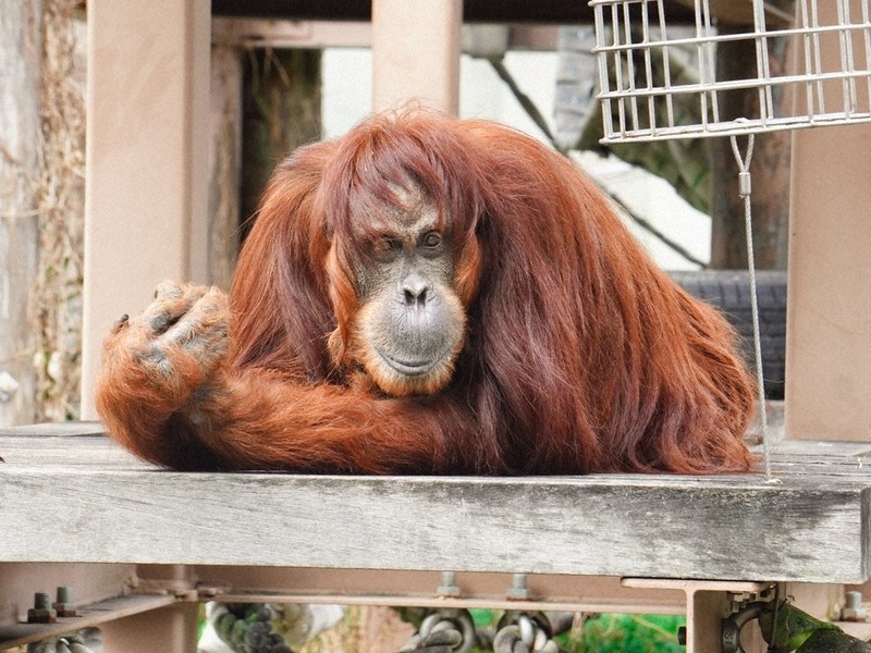【明日発送可能◎】 オランウータン 廃盤品【お値下げ可能◎】 オランウータンに会いたい | 久世濃子 |本 | 通販 | Amazon