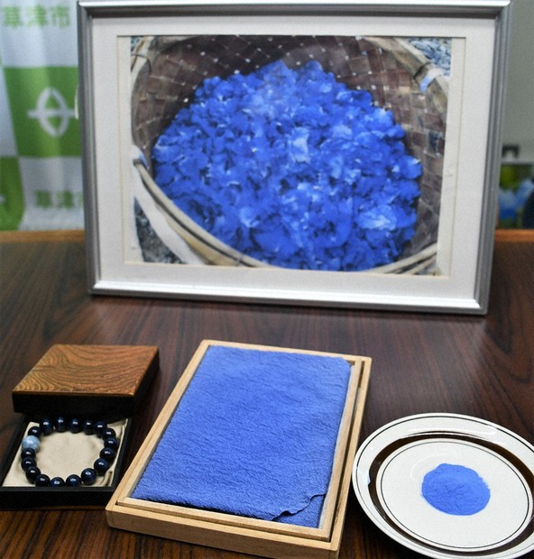 アオバナの青は「草津ブルー」 市が名称を商標登録、活用へ 滋賀