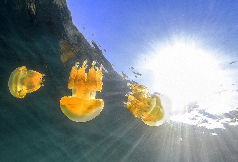 水中写真連載 So Blue：天敵なき世界で手放した「武器」 隔絶した湖で