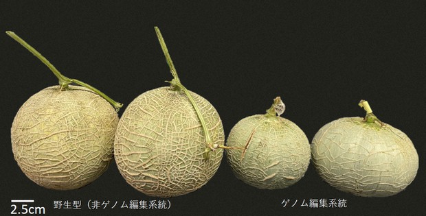 Japanese researchers develop genome-edited long-lasting melons