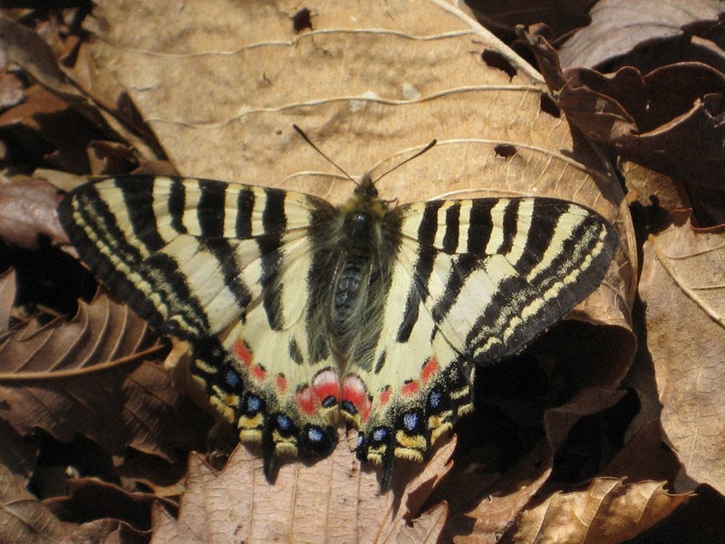 チョウセンヒメギフチョウ ヒメギフチョウ保護を 環境悪化で激減 渋川市が県に要望 ／群馬 | 毎日新聞