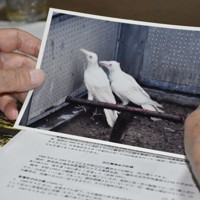 真っ白なハシボソガラス 保護29年で死ぬ 手厚い飼育で異例の長寿 [写真