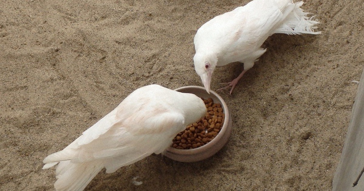 白いカラス、大往生 保護から29年「短命」の常識覆し 飼育の風間さん