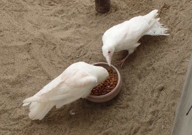 白いカラス、大往生 保護から29年「短命」の常識覆し 飼育の風間さん