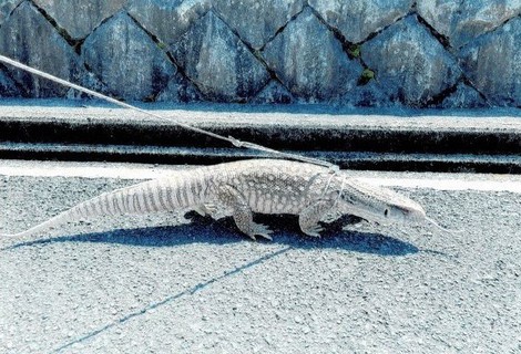 とかげ L00710_1-640x427.webp