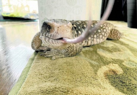 サバンナオオトカゲ：大捜索 滋賀オオトカゲ逃亡 | 毎日新聞