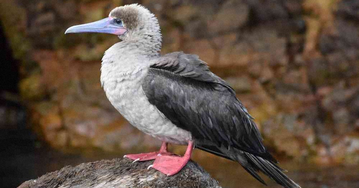 アカアシカツオドリです アカアシカツオドリ（赤足鰹鳥） - あなたに会いたくて…野鳥探索日記