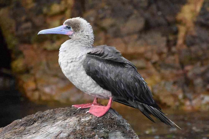 珍客、アカアシカツオドリ 県内初確認 幼鳥、衰弱して死ぬ 太地