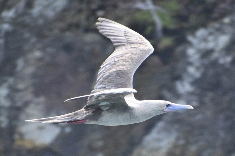 アカアシカツオドリです アカアシカツオドリ（赤足鰹鳥） - あなたに会いたくて…野鳥探索日記