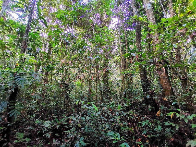 熱帯林の自然回復は果実を食べる鳥の助けによってのみ可能であると研究が発表