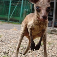 カンガルー赤ちゃん、リュックの中ですくすく 京都・福知山市動物園