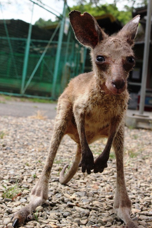 カンガルー赤ちゃん、リュックの中ですくすく 京都・福知山市動物園