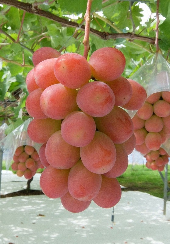 皮ごとOK、香り華やか サンシャインレッド「誕生」 県、商標登録