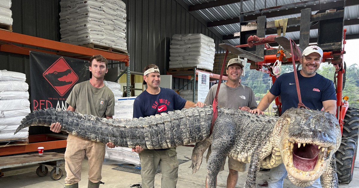 お引渡し決定】大迫力のワニ皮！全身！