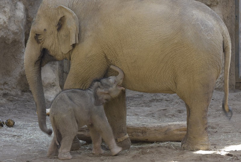 親子ゾウ ママ、あそぼ！ ゾウの赤ちゃんすくすく 札幌・円山動物園 ／北海道