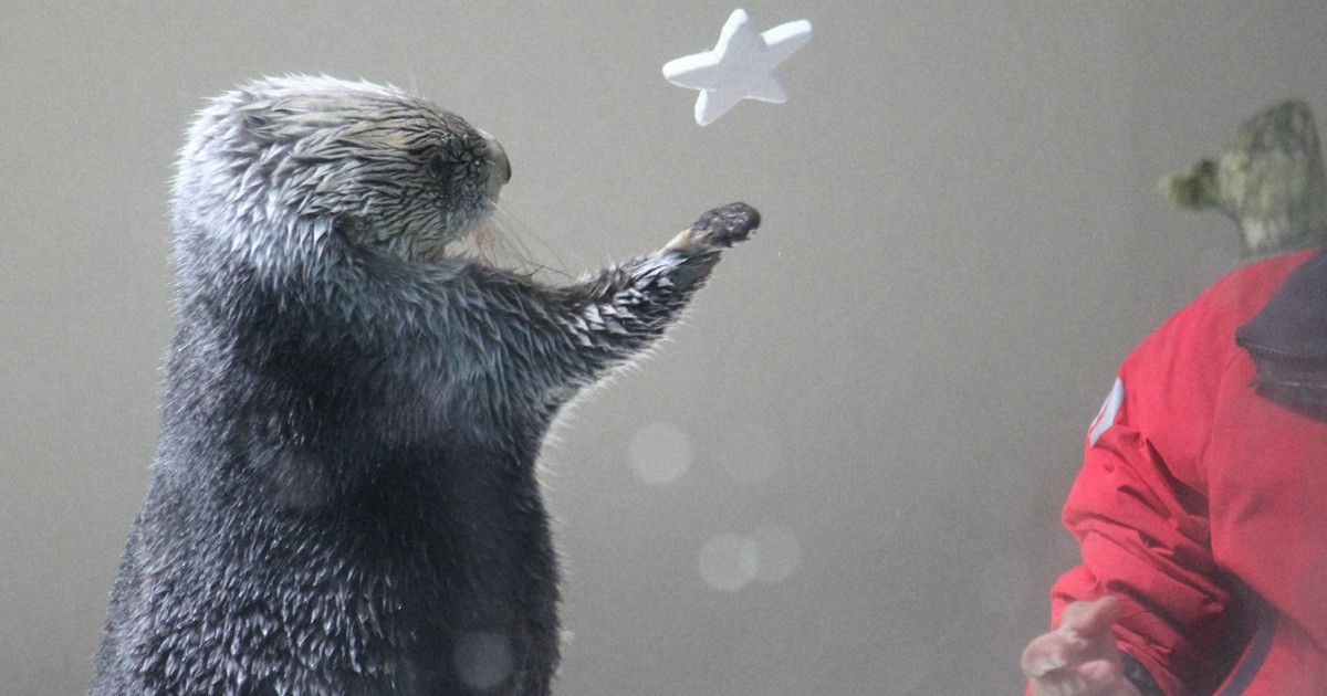 ラッコ 福岡ラッコ日記：おもちゃに伸ばす前足が「可愛い」 ラッコファンが