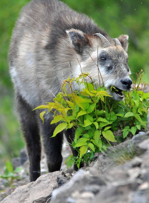天然！日本鹿の毛皮 　地走り 天然！日本鹿の毛皮 地走り