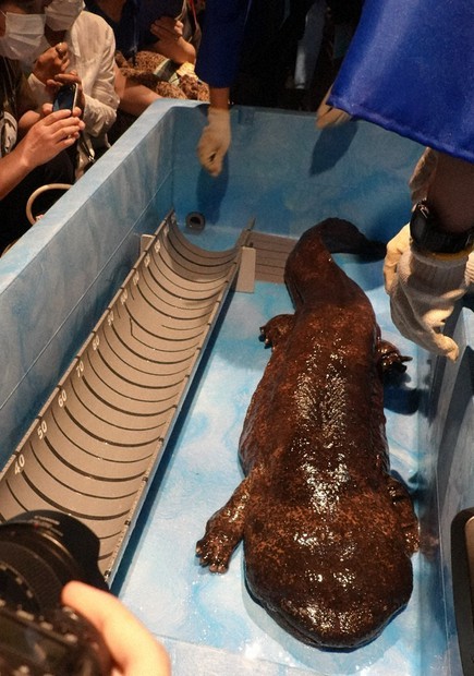 オオサンショウウオの日 みんな沼る！？このサイズ 京都水族館・身体