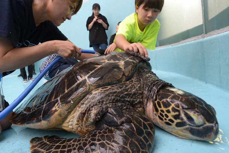 ゴシゴシ、気持ちいい～ 紀宝町ウミガメ公園で甲羅磨き ／三重 | 毎日新聞