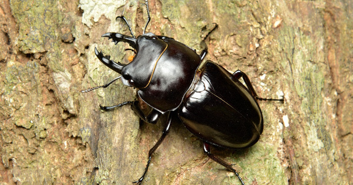 伊丹市昆虫館むしばなし：／42 マルバネクワガタ ずんぐり丸い