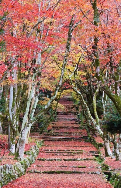 4年ぶり、鶏足寺の紅葉 コロナ規制緩、和受け入れ再開 29日から個人