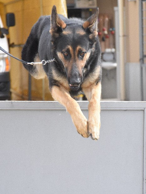 高知の警察犬「龍」 巡査と二人三脚 大阪府警で修業、捜索で活躍
