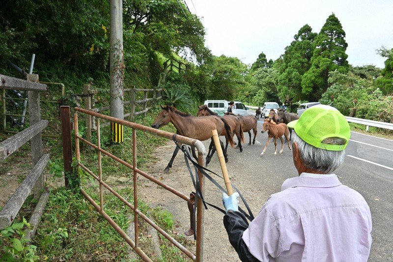 馬を雨から助け出す