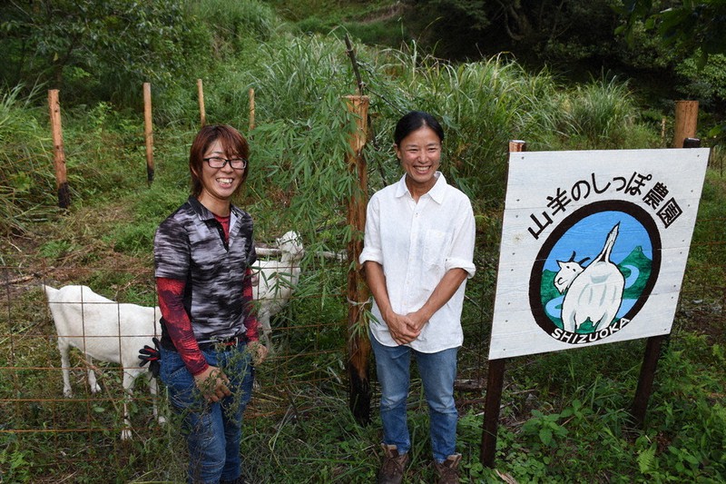 茶葉が餌のヤギ、ミルクの味は? 耕作放棄地にチーズ工房 静岡 | 毎日新聞 
