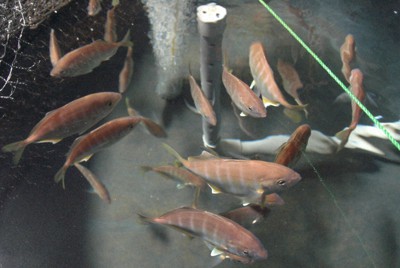 東京海洋大が飼育しているカイワリ。さかなドリームはカイワリと近縁の魚を掛け合わせてハイブリッド魚の開発を進める考えだ＝千葉県館山市の同大水圏科学フィールド教育研究センター館山ステーションで2023年9月16日午前11時3分、山下貴史撮影