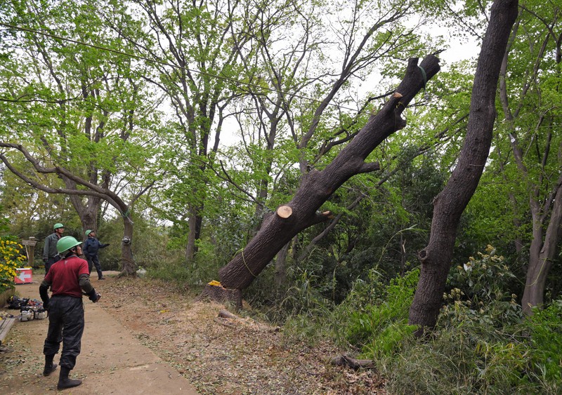 eye：「ナラ枯れ」から巨木を救え [写真特集2/16] | 毎日新聞