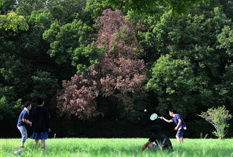 枯れ木 枯れた木の固定 | Vintage Bonsai 〜盆栽＆北欧ヴィンテージ〜
