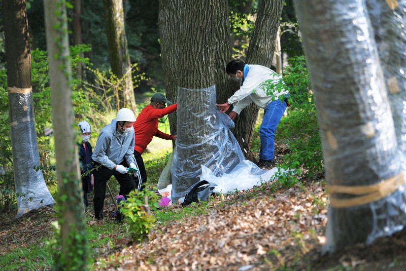 eye：「ナラ枯れ」から巨木を救え [写真特集2/16] | 毎日新聞